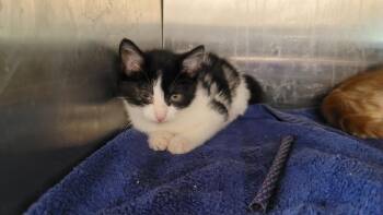 Rescue Domestic Short Hair Cats for Adoption in New Kensington, Pennsylvania - Bull | PetCurious