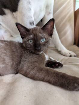 Choco Cat -  Domestic Short Hair Cat for Adoption in Chickasaw, Alabama - Choco Cat | PetCurious