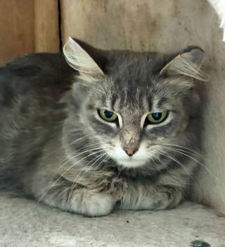 Rescue Domestic Medium Hair and Dilute Calico Cats for Adoption in Montello, Wisconsin - Loretta | PetCurious