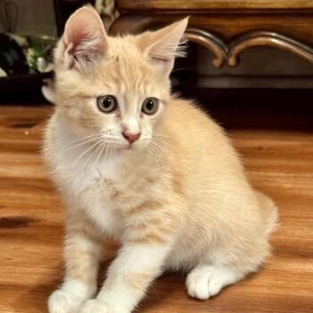 Echo - City of Industry Location -  Domestic Short Hair Cat for Adoption in Chino Hills, California - Echo - City Of Industry Location | PetCurious