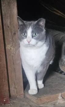 Sawyer - Friendliest Boy Ever -  Domestic Short Hair Cat for Adoption in Quentin, Pennsylvania - Sawyer - Friendliest Boy Ever | PetCurious