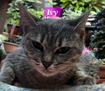 Domestic Short Hair Cats Available for Adoption - Ivy | PetCurious