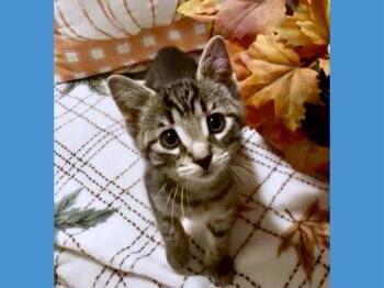 Rescue Domestic Short Hair Cats for Adoption in Fort Wayne, Indiana - CUPCAKE | PetCurious