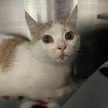 Domestic Short Hair Cats Available for Adoption in West Des Moines, Iowa - Sid | PetCurious