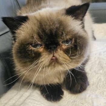 Mandy -  Exotic Shorthair and Himalayan Cat for Adoption in Belle Isle, Florida - Mandy | PetCurious