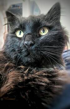 Domestic Long Hair Cats Available for Adoption in Littlestown, Pennsylvania - Licorice | PetCurious