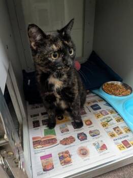 Candy -  Domestic Short Hair Cat for Adoption in Louisburg, North Carolina - Candy | PetCurious