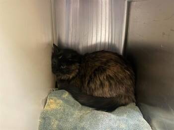 ALICE -  Domestic Long Hair Cat for Adoption in Colorado Springs, Colorado - ALICE | PetCurious