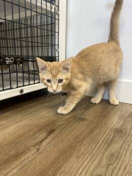 Rescue Domestic Short Hair Cats for Adoption in Salmon, Idaho - Grease | PetCurious