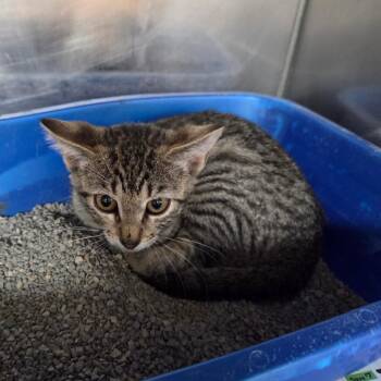 Julietta -  Domestic Short Hair Cat for Adoption in Palestine, Texas - Julietta | PetCurious