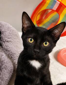 Kip Hollanov -  Domestic Short Hair Cat for Adoption in Chandler, Arizona - Kip Hollanov | PetCurious