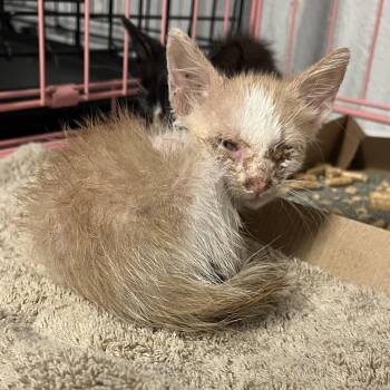 Pancake -  Domestic Short Hair Cat for Adoption in Edinburg, Texas - Pancake | PetCurious