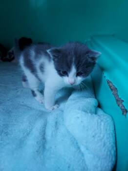 Rescue Domestic Short Hair Cats for Adoption in Pine Grove, Pennsylvania - Litus | PetCurious