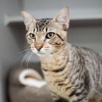Gadget -  Manx Cat for Adoption in Atlanta, Georgia - Gadget | PetCurious