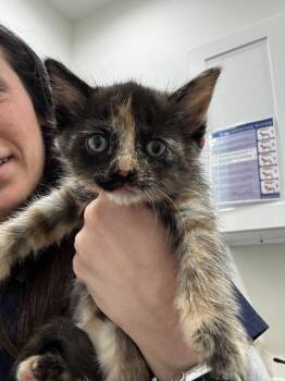 Domestic Short Hair Cats Available for Adoption in Brewster, New York - Lily (Minnie