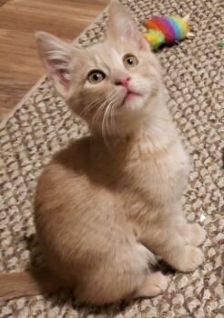 Blondie -  Domestic Short Hair Cat for Adoption in Fernley, Nevada - Blondie | PetCurious