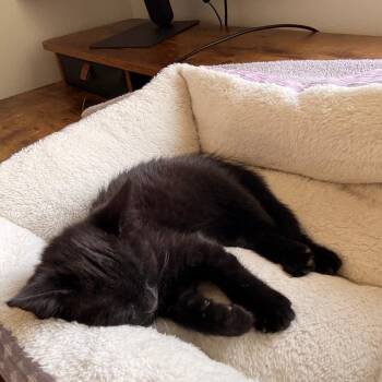 Rogue -  Domestic Short Hair Cat for Adoption in West Des Moines, Iowa - Rogue | PetCurious