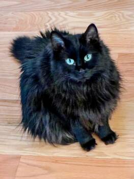 Shadow -  Domestic Long Hair Cat for Adoption in Crossville, Tennessee - Shadow | PetCurious