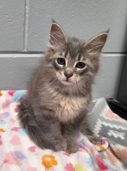 Moe -  Domestic Long Hair Cat for Adoption in Muskegon, Michigan - Moe | PetCurious