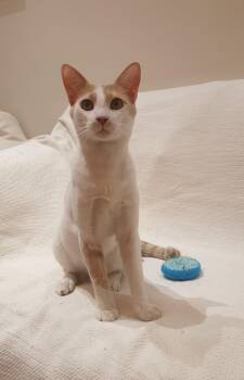 Domestic Short Hair Cats Available for Adoption in Toronto, Ontario - Phoenix Playful, Loving Boy - Good With Cat-friendly Dogs | PetCurious