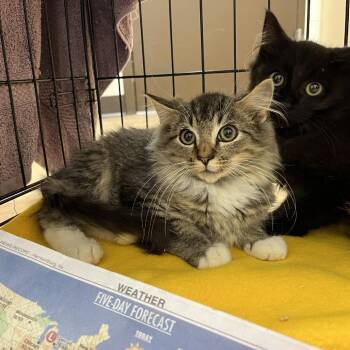SVAS-Stray-39549 -  Domestic Medium Hair Cat for Adoption in Lyndhurst, Virginia - SVAS-Stray-39549 | PetCurious