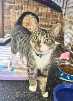 Rescue Tabby Cats for Adoption in Columbia, South Carolina - Tinkerbell | PetCurious