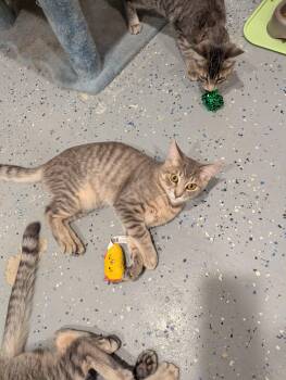 Theodore -  Domestic Short Hair Cat for Adoption in New Baltimore, Michigan - Theodore | PetCurious