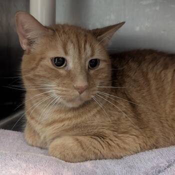 Homie -  Domestic Short Hair Cat for Adoption in Normal, Illinois - Homie | PetCurious