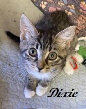 Dixie -  Tabby Cat for Adoption in Southern Pines, North Carolina - Dixie | PetCurious