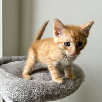 Domestic Short Hair Cats Available for Adoption in Houston, Texas - Dillon | PetCurious