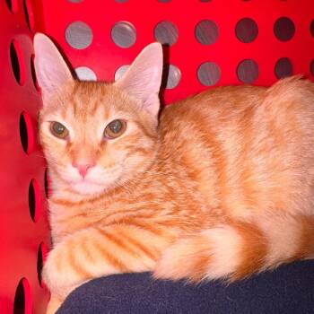 Scuba Steve -  Domestic Short Hair Cat for Adoption in Brockton, Massachusetts - Scuba Steve | PetCurious