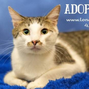 Rescue Domestic Short Hair Cats for Adoption in Midland, Texas - Tuffy | PetCurious