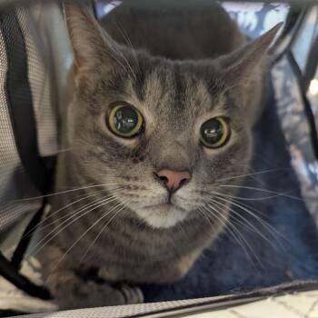 Domestic Short Hair Cats Available for Adoption in Roanoke, Virginia - Jonathan | PetCurious
