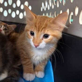 Domestic Short Hair Cats Available for Adoption in Fresno, California - Potato | PetCurious