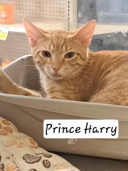 Prince Harry (FCID# 06/25/2026 - 42 Brandywine PS) -  Tabby Cat for Adoption in Greenville, Delaware - Prince Harry (FCID# 06/25/2026 - 42 Brandywine PS) | PetCurious