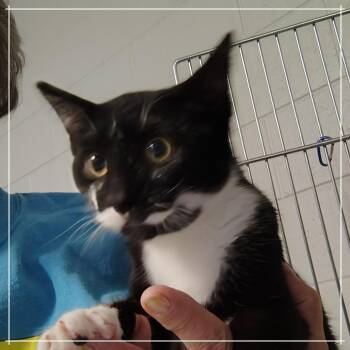 Whirlybird -  Domestic Short Hair Cat for Adoption in Dearborn, Michigan - Whirlybird | PetCurious
