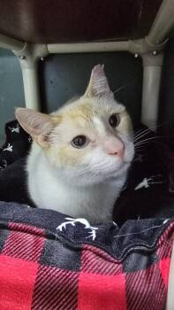 Domestic Short Hair Cats Available for Adoption in Mishawaka, Indiana - Maggie | PetCurious