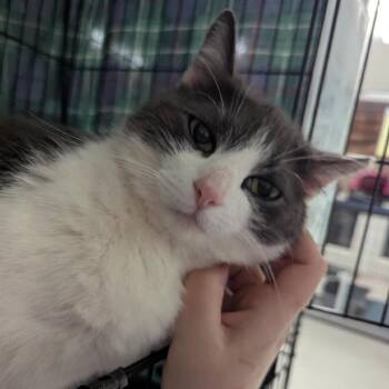 American Shorthair Cats Available for Adoption in North Branford, Connecticut - 26-103 Luna | PetCurious