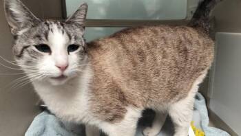 RICKY -  Domestic Short Hair Cat for Adoption in Pueblo, Colorado - RICKY | PetCurious
