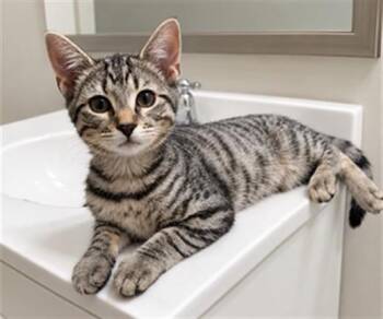NELLIE -  Domestic Short Hair Cat for Adoption in Hagerstown, Maryland - NELLIE | PetCurious