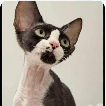 Pipi -  Devon Rex Cat Available for Adoption in Woodmere, New York - Pipi | PetCurious