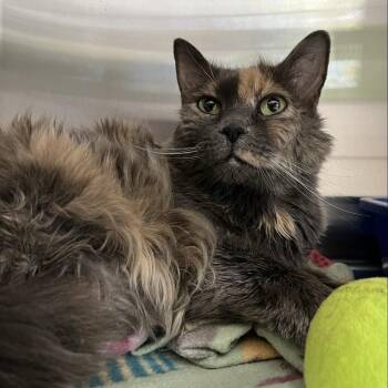 Domestic Long Hair Cats Available for Adoption - Annie | PetCurious