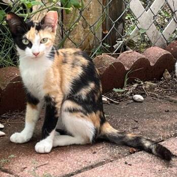 McNaughton -  Domestic Short Hair Cat for Adoption in New Braunfels, Texas - McNaughton | PetCurious