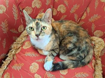 GIGI -  Calico Cat for Adoption in Wilmington, North Carolina - GIGI | PetCurious