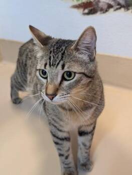 Domestic Short Hair Cats Available for Adoption in Pleasanton, California - Buttercup | PetCurious