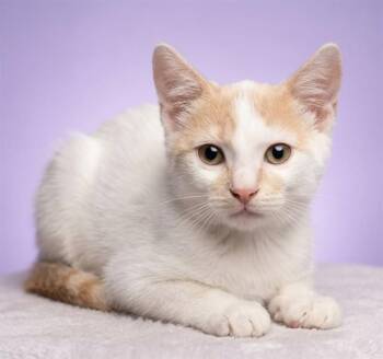 CHAI -  Domestic Short Hair Cat for Adoption in Jacksonville, Florida - CHAI | PetCurious
