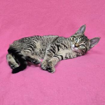 Sappho -  Domestic Short Hair Cat for Adoption in Frankfort, Indiana - Sappho | PetCurious