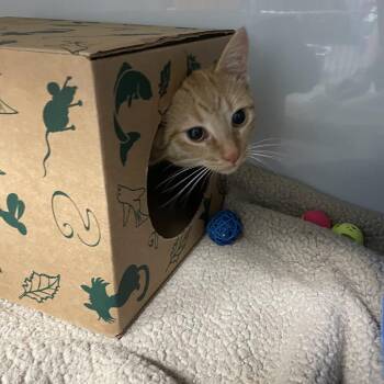 Phlox -  Domestic Short Hair Cat for Adoption in Saint Charles, Missouri - Phlox | PetCurious
