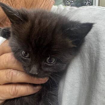 Meeny -  Domestic Medium Hair Cat Available for Adoption in Madisonville, Kentucky - Meeny | PetCurious