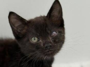 Baxter -  Domestic Short Hair Cat for Adoption in Portland, Oregon - Baxter | PetCurious